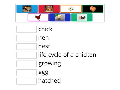 Match up life cycle of a chicken