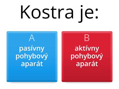 Oporná sústava - kostra - 1. časť