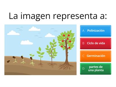 El ciclo de las plantas.