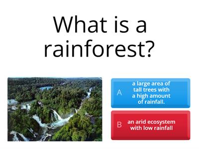 How much do you know about the rainforests?