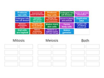 Review Mitosis and Meiosis