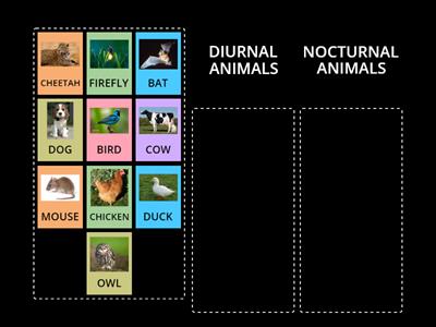 DIURNAL AND NOCTURNAL ANIMALS