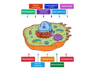 Component of Animal Cell