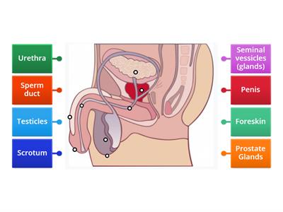 CAX KS4 Male reproductive system
