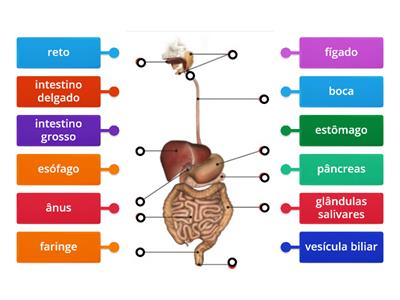 Sistema digestivo humano - 5ºano