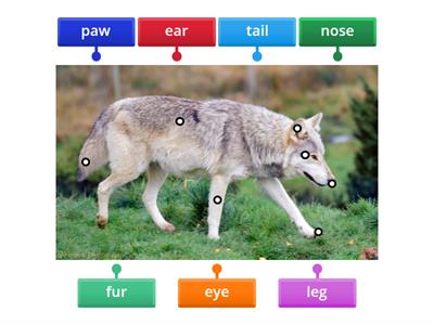 Parts of the Wolf