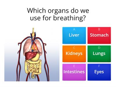 M2 Breathing & Respiration KS3