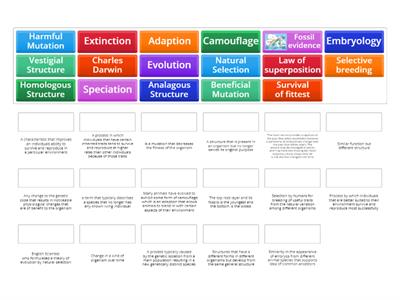 Evolution Vocab