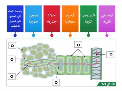 كيف ينتقل الماء والأملاح المعدنية من الجذر إالى بقية النبات؟