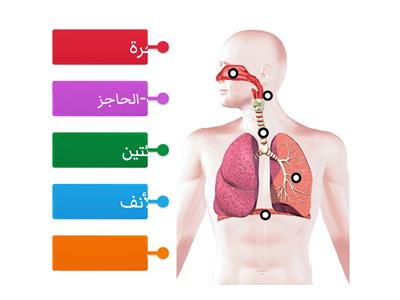 الجهاز-التنفسي