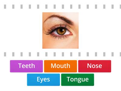 Face Parts