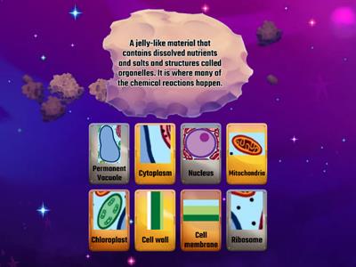 Organelle Functions
