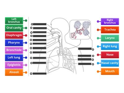 Label the respiratory system