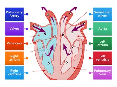 Heart Labels