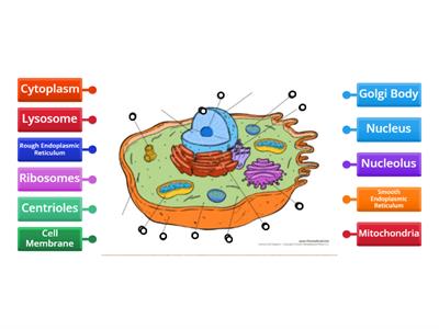 Eukaryotic cell 