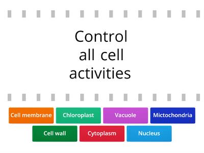Cell structure and their function