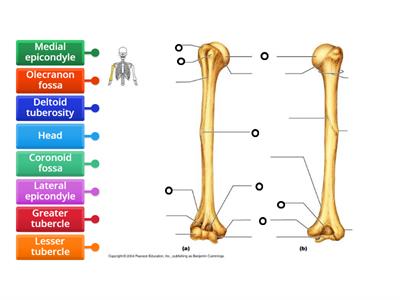 Humerus