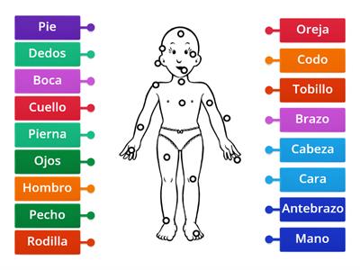  PARTES DO CORPO HUMANO em Espanhol