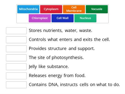 Organelles Definitions