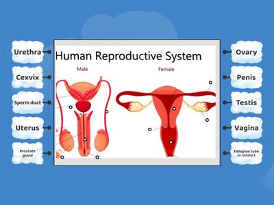 HUMAN REPRODUCTIVE SYSTEM AND PUBERTY-Identify the organs of the Reproductive system