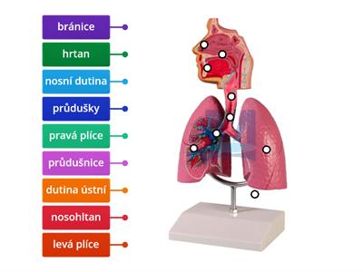 Dýchací soustava 