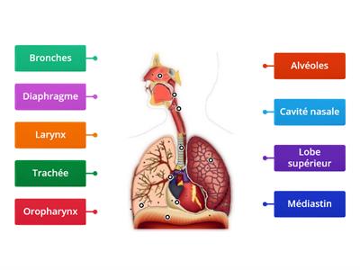 Structure anatomique du système respiratoire