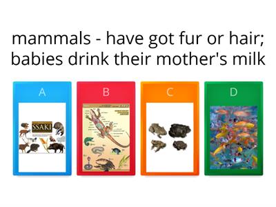 Animal groups Test