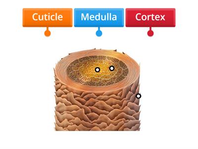 Structure of Hair