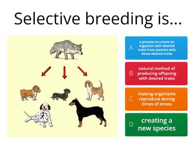 Selective Breeding Science