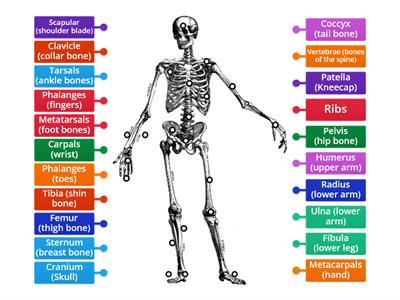 Labelling a skeleton