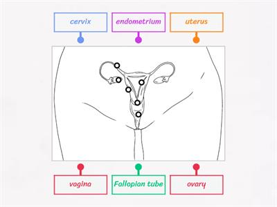 Internal Female Anatomy
