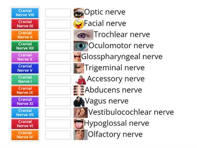 Cranial Nerves Names