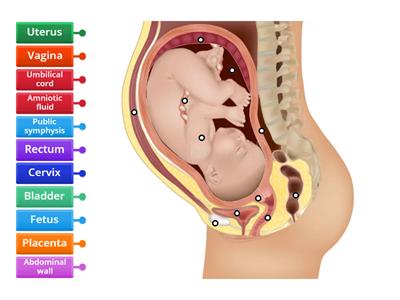 Fetus in Utero