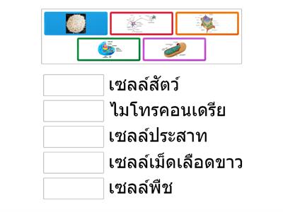 เรื่องเซลล์