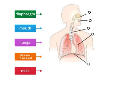 Respiratory system - Human