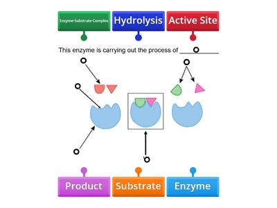 9C Enzyme Review