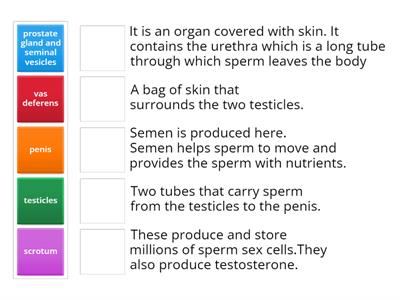  The male reproductive organs