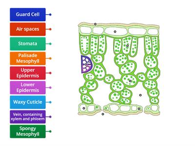N5 Biology 2.5 Leaf Structure