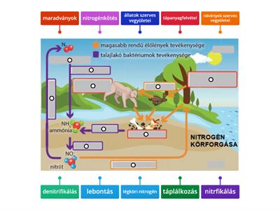 Nitrogén körforgása