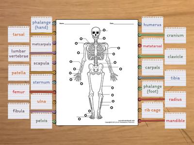  Skeletal System