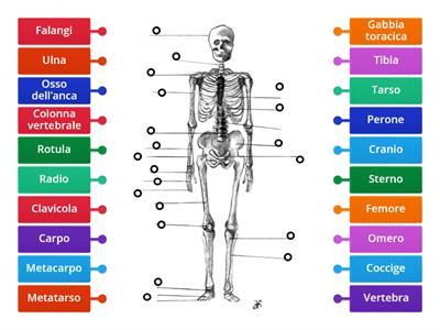   Lo scheletro dell’essere umano 