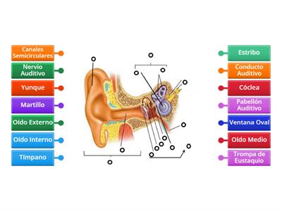 Casilla 19 - Diagrama Etiquetado El Oído