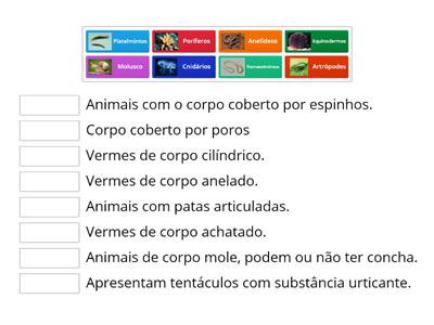 Reino Animal - Invertebrados