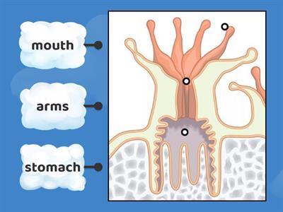Lable coral's body parts