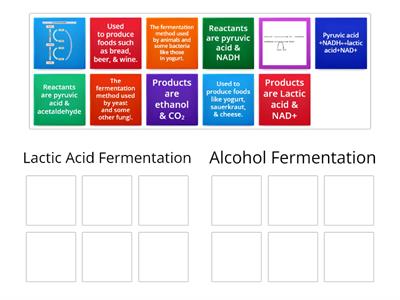 Lactic Acid Fermentation vs Alcohol Fermentation