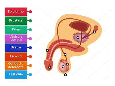 Sistema Reproductor Masculino