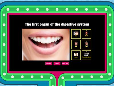 Digestive system - gameshow quiz