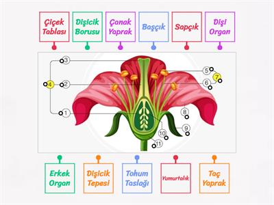 Çiçekli Bitkilerde Üremeyi Sağlayan Yapı ve Organlar