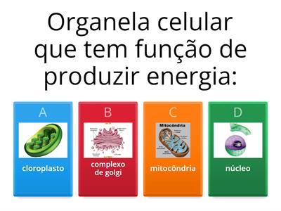 Células e organelas citoplasmáticas; níveis de organização do organismo; visão