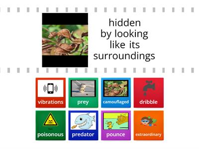 Animal Adaptations Vocabulary